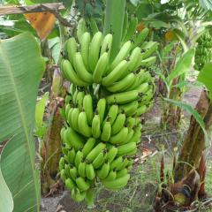 Fresh raw banana